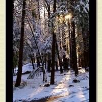 PICT3590SunRayForestFrame.jpg