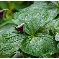 CR5m2_RTrillium042125.jpg