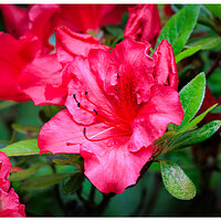 CR5m2_Azalea042625.jpg