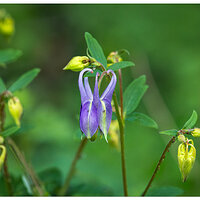 CR5m2_Columbine042825.jpg
