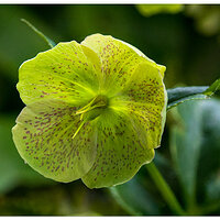 CR5m2_Hellebore042825.jpg