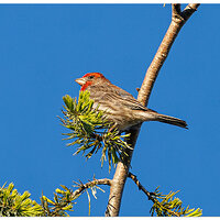 CR5m2_HouseFinch041725.jpg