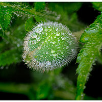 CR5m2_AlmostPoppy050125.jpg