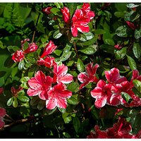 CR5m2_VarAzalea043025.jpg