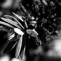 Bottle Bush-1
