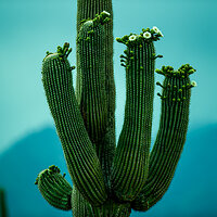 saguaro national park