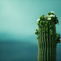 saguaro national park-1