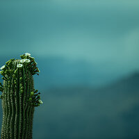 saguaro national park-2