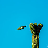 saguaro national park_dove