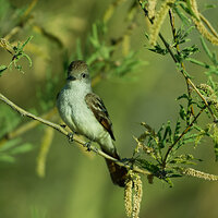 saguaro national park_tit_mouse_maybe-1