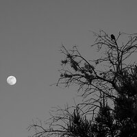 moon_bird