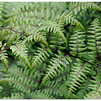 CR5m2_Pigfern042925.jpg