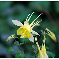 CR5m2_Columbine2051625.jpg