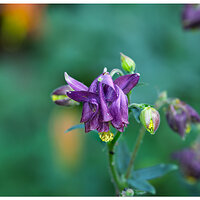 CR5m2_Columbine4051625.jpg