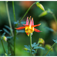 CR5m2_Columbine5051625.jpg
