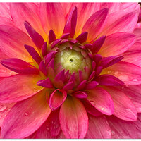 i15P_FFDahlia1051625.jpg