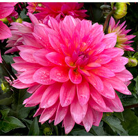 i15P_FFDahlia2051625.jpg