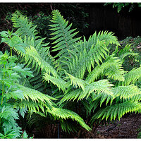 CR5m2_AlpineWoodFern051625.jpg