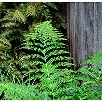 CR5m2_LadyFern051625.jpg