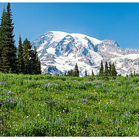 C5D2_RainierMeadows091211.jpg
