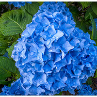 i15PIndigo_Hydrangea062025.jpg