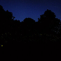 Fireflies and Stars - AmyEarl.jpg