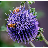 C5D4_BeesEchinops072021.jpg