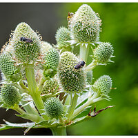 CR5m2_RattlesnakeMaster071025.jpg
