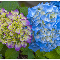 i15P_Indigo_Hydrangea2062025.jpg