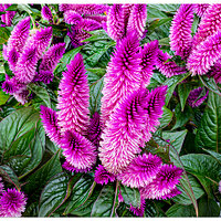 i15P_Indigo_Celosia071525.jpg