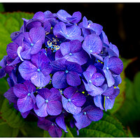 CR5m2_FlowerWithin072125.jpg