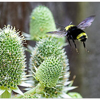 CR5m2_Bumble2072025.jpg