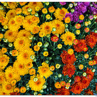 i15P_PotMarigold081824.jpg