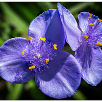 i15P_PI_Spiderwort072825.jpg