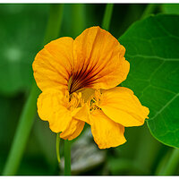 CR5m2_Nasturtium080425.jpg