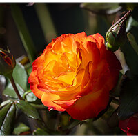 R5m2_InfernoRose080925.jpg