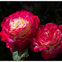CR5m2_RRose080925.jpg