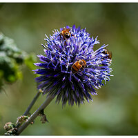 C5D4_EchinopsBees072723.jpg