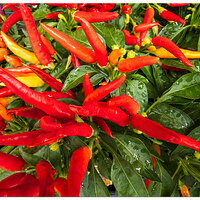 i15P_PI_MedusaPepper082725.jpg