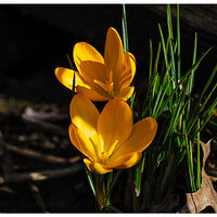 CR5m2_BYCrocus020326.jpg