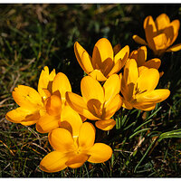 CR5m2_FYCrocus020326.jpg
