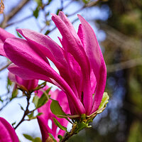 _SDI4101 Sharpen kopie.jpg