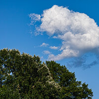 Pig-Shartpen kopie.jpg