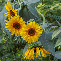 _SDI3479N-Gigapix kopie.jpg