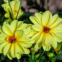 _SDI3501-Gigapix kopie.jpg