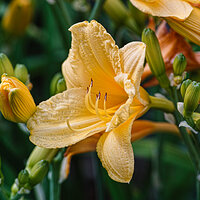 _SDI5243-Sharpen kopie.jpg