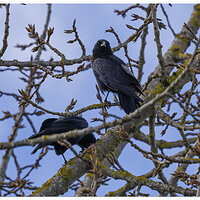 CR5m2_Crows030126.jpg