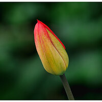 CR5m2_FirstTulip031926.jpg