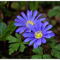 CR5m2_Anemone031926.jpg