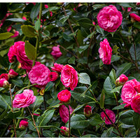 CR5m2_Camellia031926.jpg